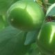 青杏小